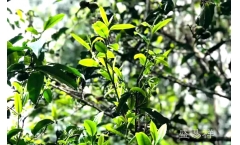 十三年挚守一款茶 | 中吉号匠人精神之麻黑古茶园